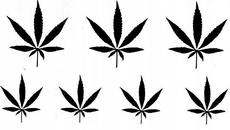 

Tatuaż zmywalny Tymczasowy Ganja Marihuana Thc