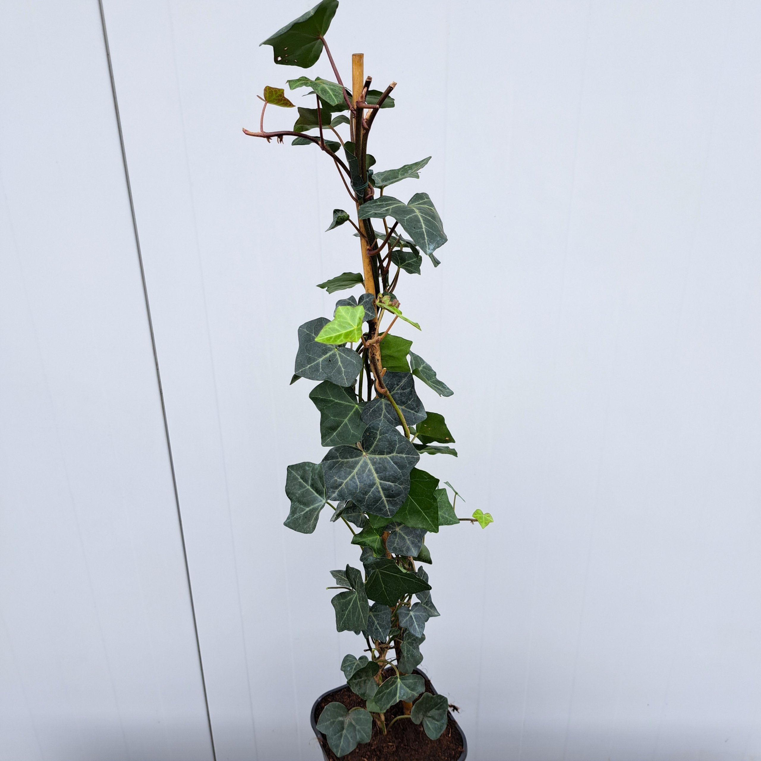 Bluszcz irlandzki - Hedera helix Hibernica (C2)
