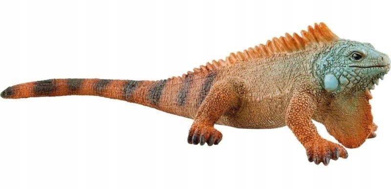

Iguana