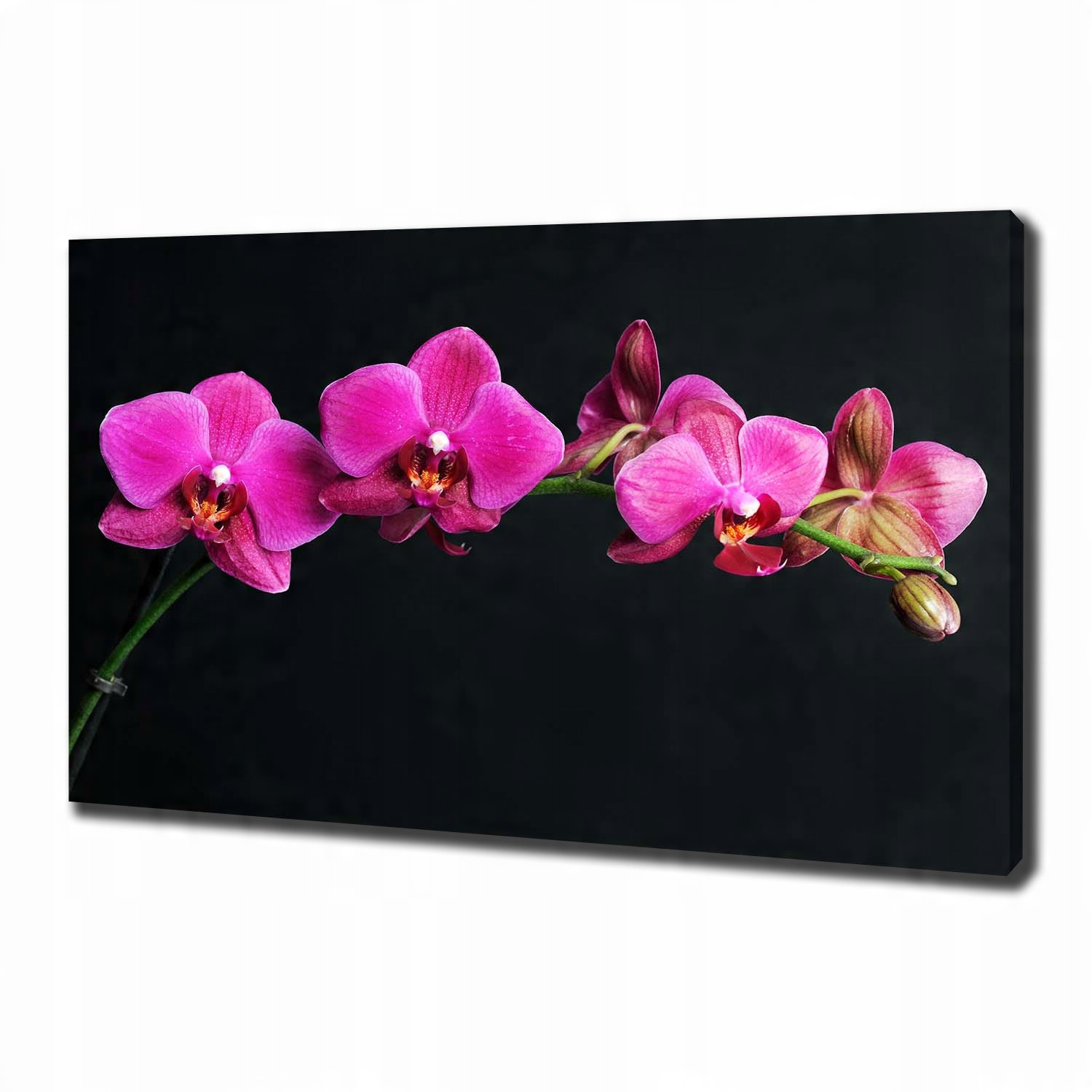

Foto obraz canvas na ścianę Orchidea 100x70 cm