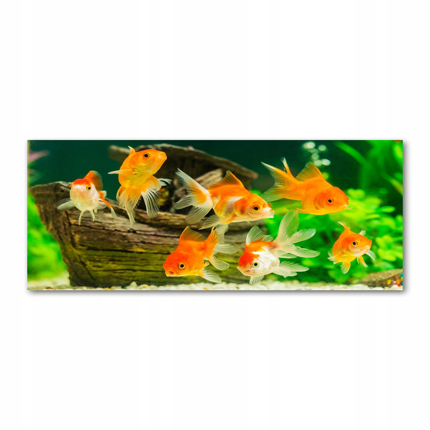

Foto obraz na szkle akrylowym Złote rybki 125x50cm