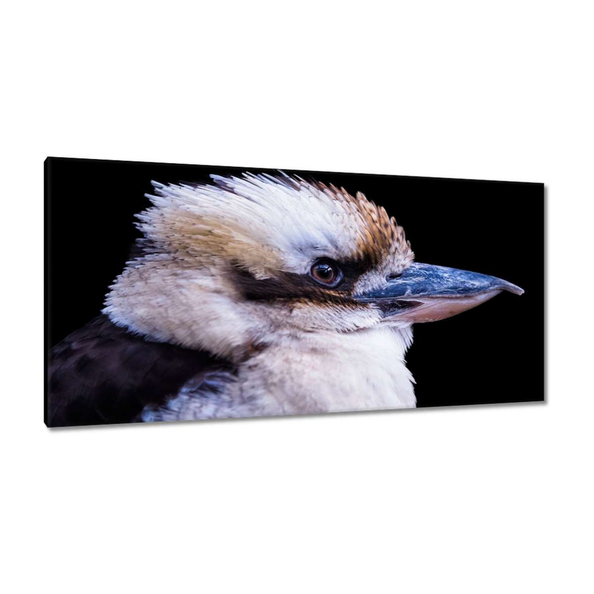 Obrazy 115x55 Kukabura chichotavý pták
