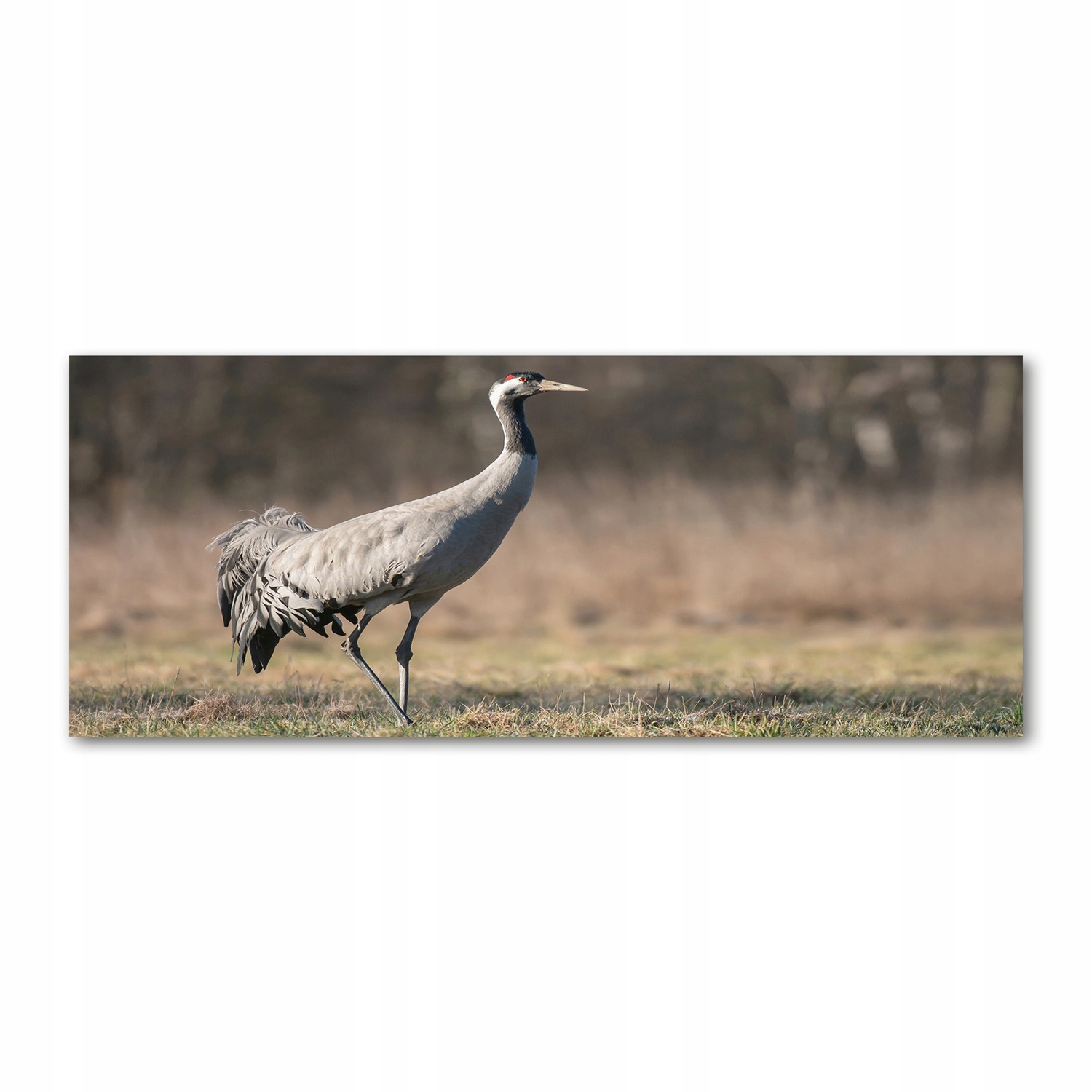 

Foto obraz duży na szkle akrylowym Żuraw 125x50cm