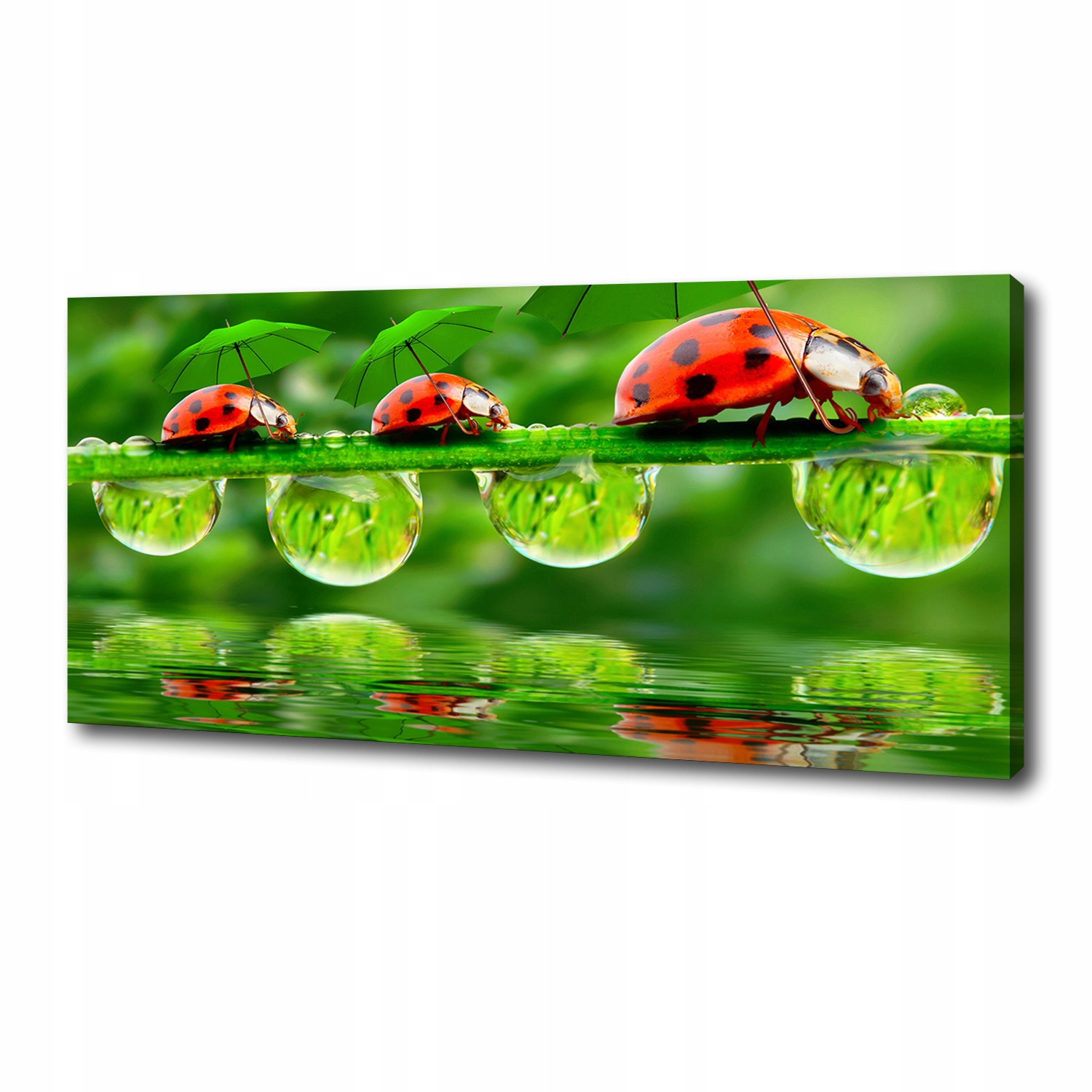 

Foto obraz na płótnie Biedronki parasole 125x50 cm