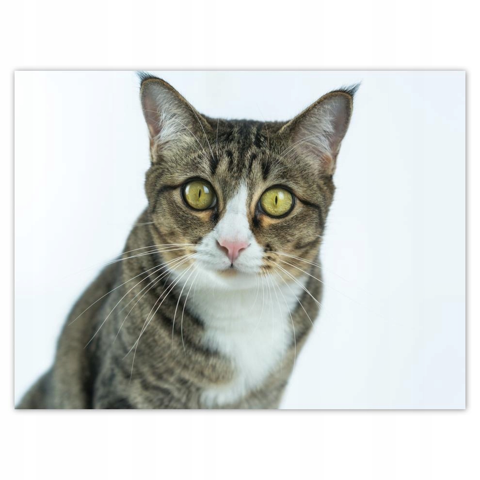 

Plakat 40x30 Kot Kotek Kotki Koty