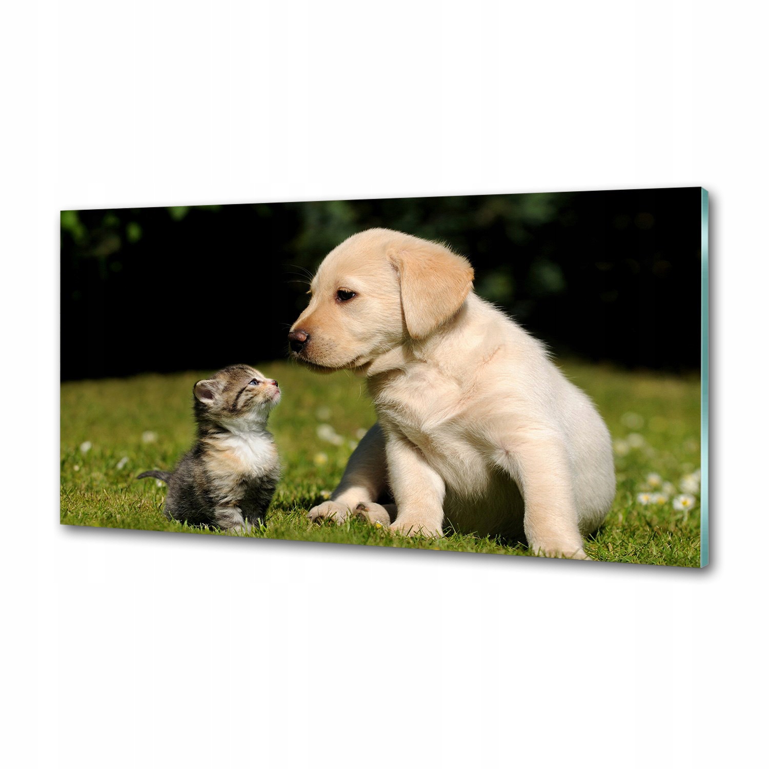 Panel do kuchyne Pes a mačka na lúke 120x60 Lepidlo