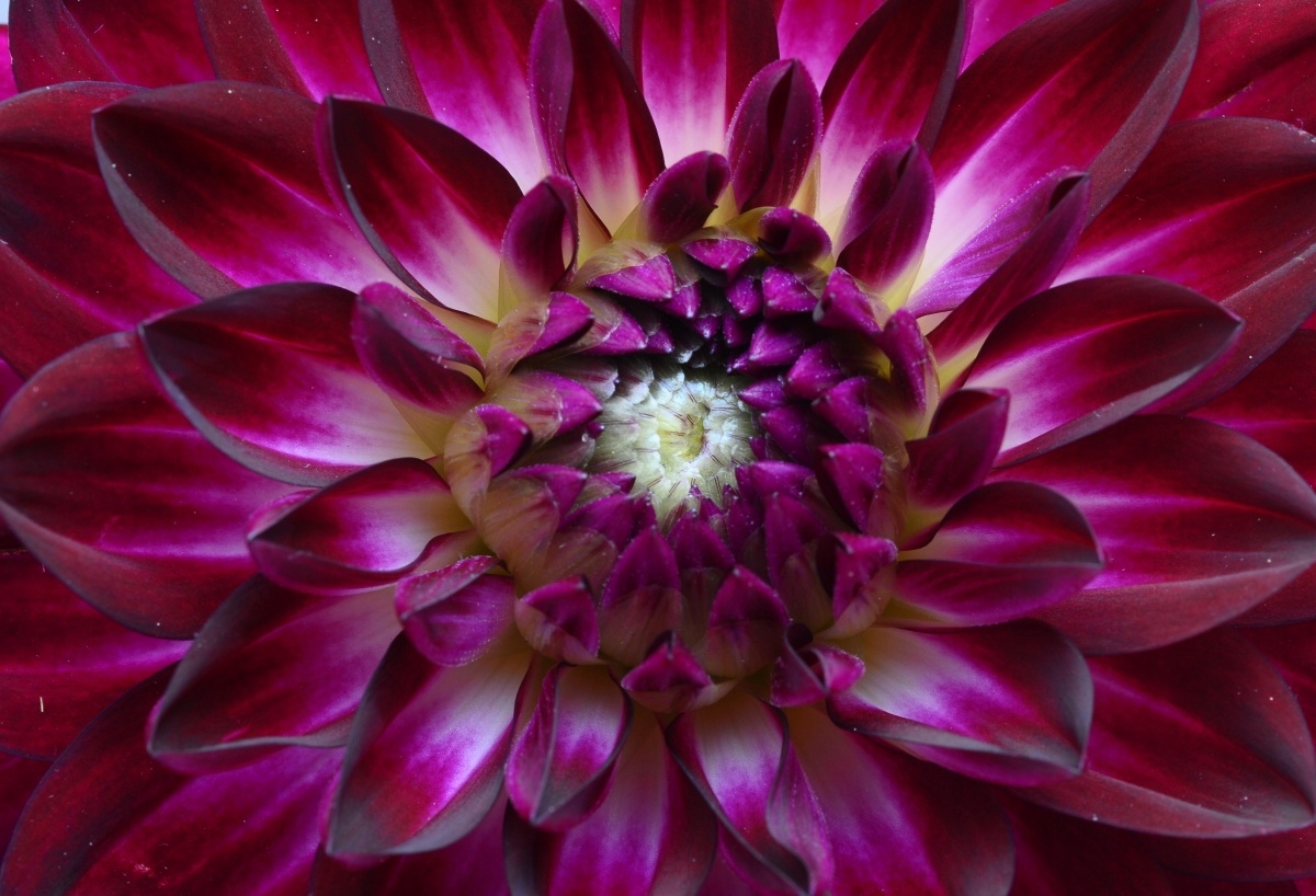 

Tapeta flizelinowa Aster Fioletowy - 104x70