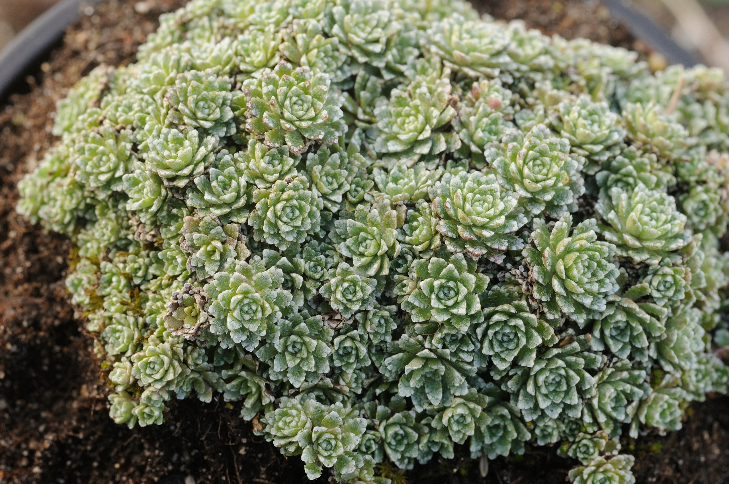 Skalnica - Saxifraga paniculata ´Minutifolia´