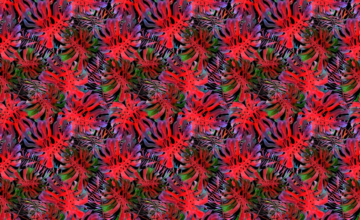 

Fototapeta Flizelinowa Monstera dziurawa 416x254