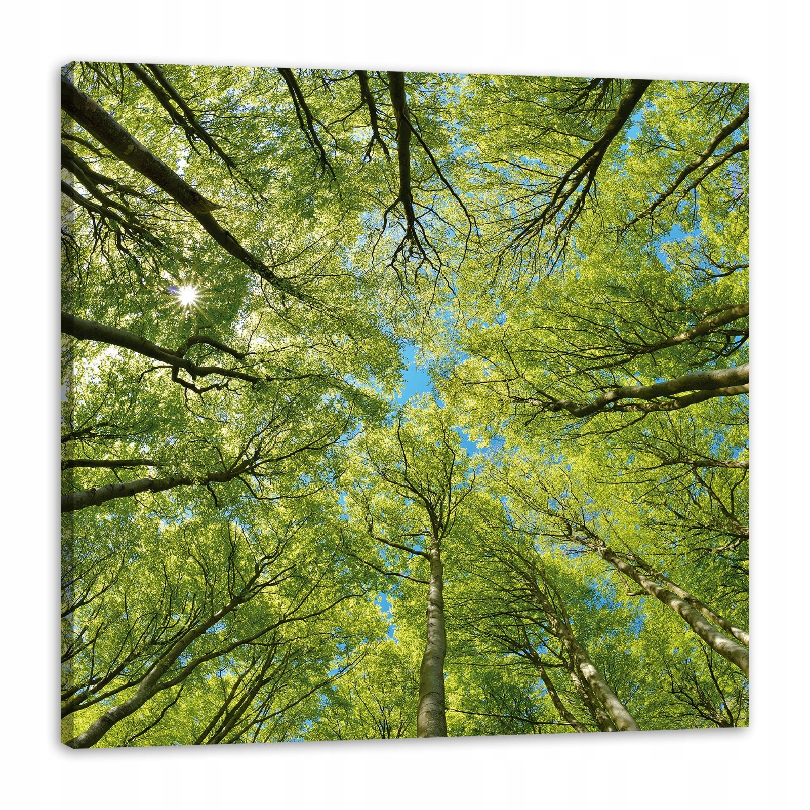 Obraz na plátně Listy Stromy Zeleň Slunce Nebe 80x80 cm