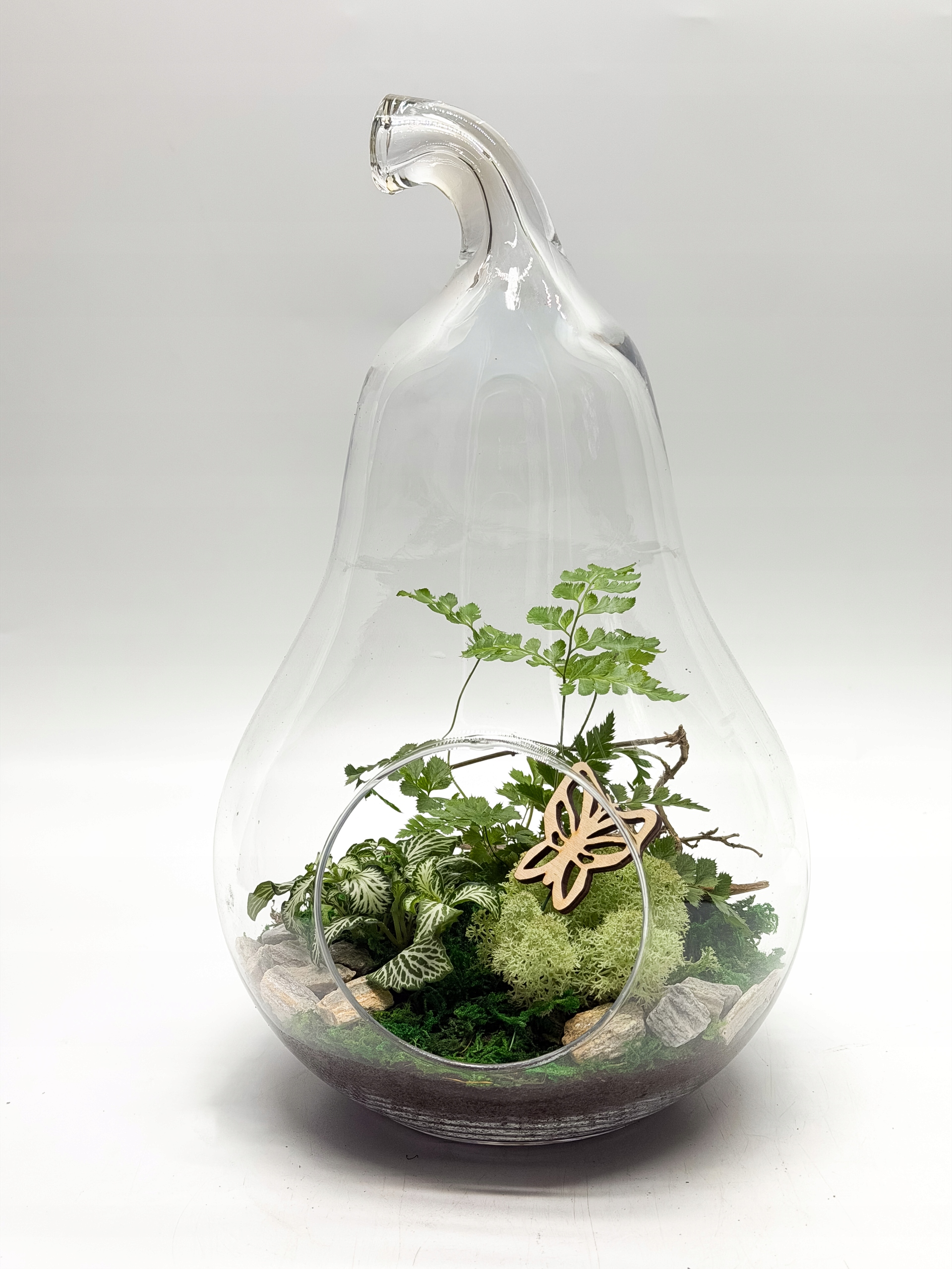 Les ve skle Hruška Živé rostliny Mech Fittonia Kapradina Dárek Dekorace