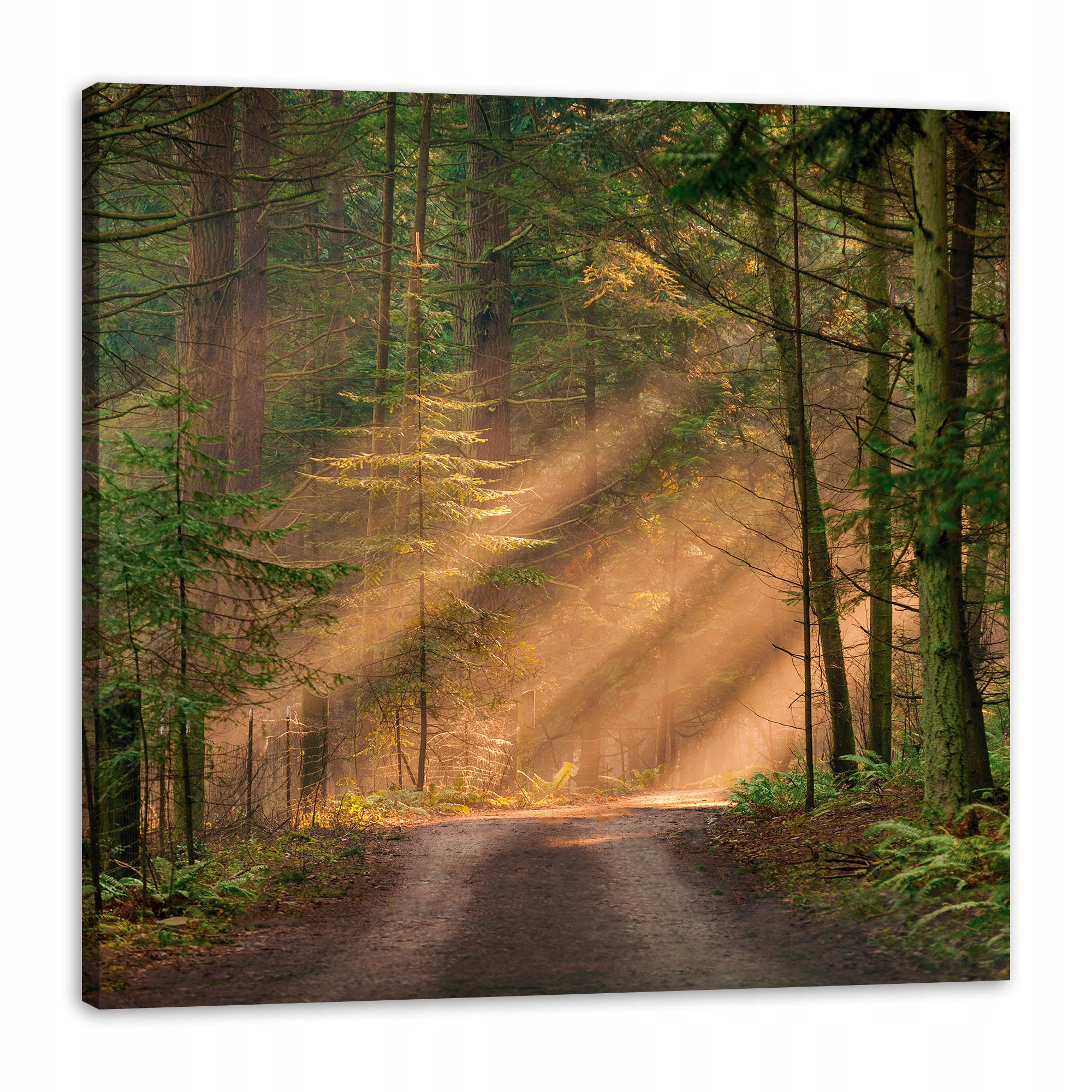 Obraz na plátně Stezka v lese Stromy Příroda 80x80 cm