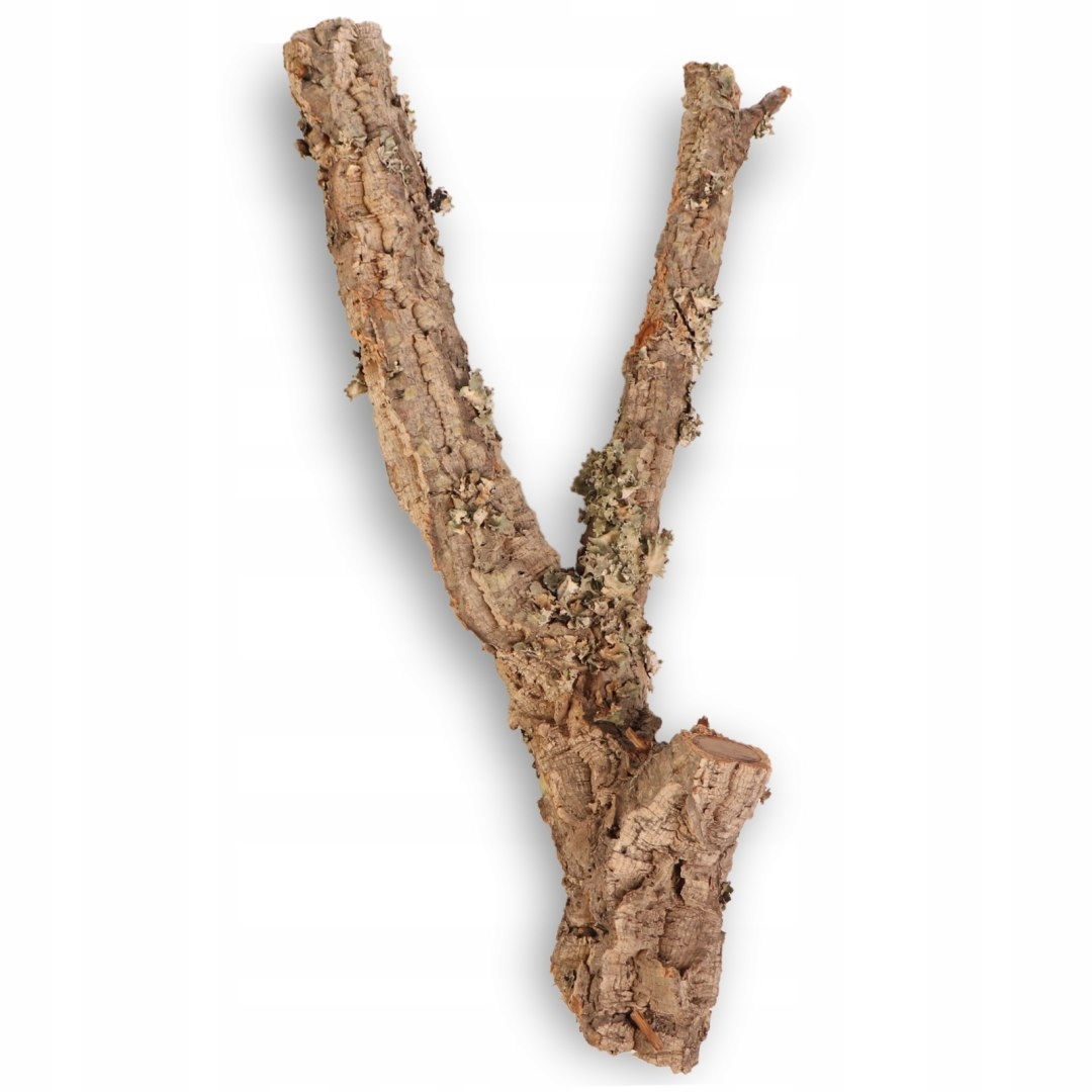 Levně Stromek z korkového dubu 50cm