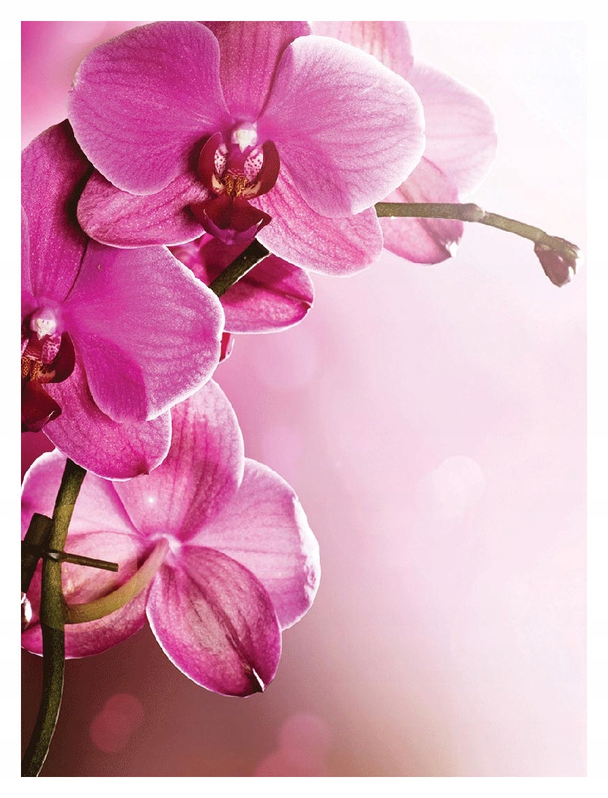 Fototapeta Ružové orchidey elegancia Makro vinylová 184x254 lepidlo