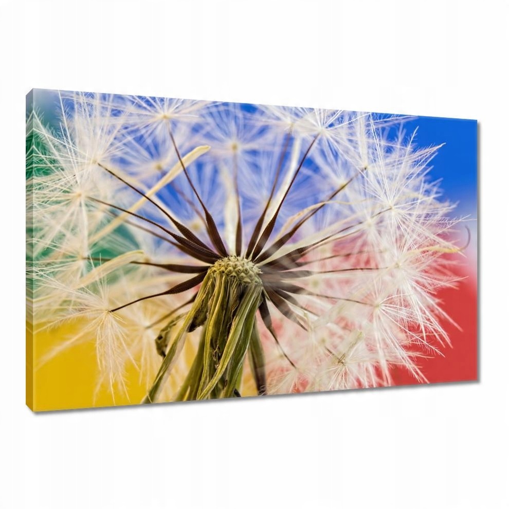 

Obrazy 90x60 Dmuchawiec w kolorach