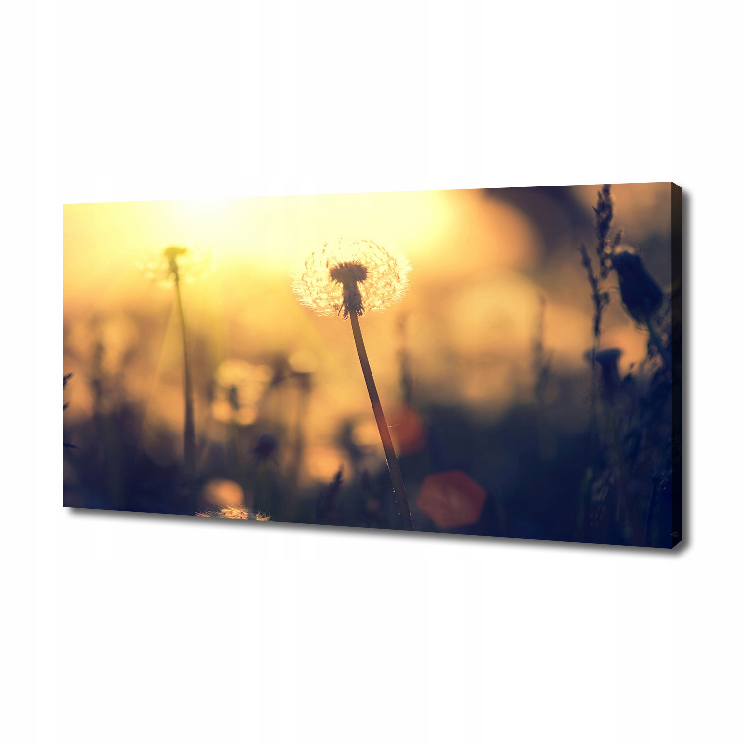 

Foto obraz canvas na ścianę Dmuchawiec 140x70 cm