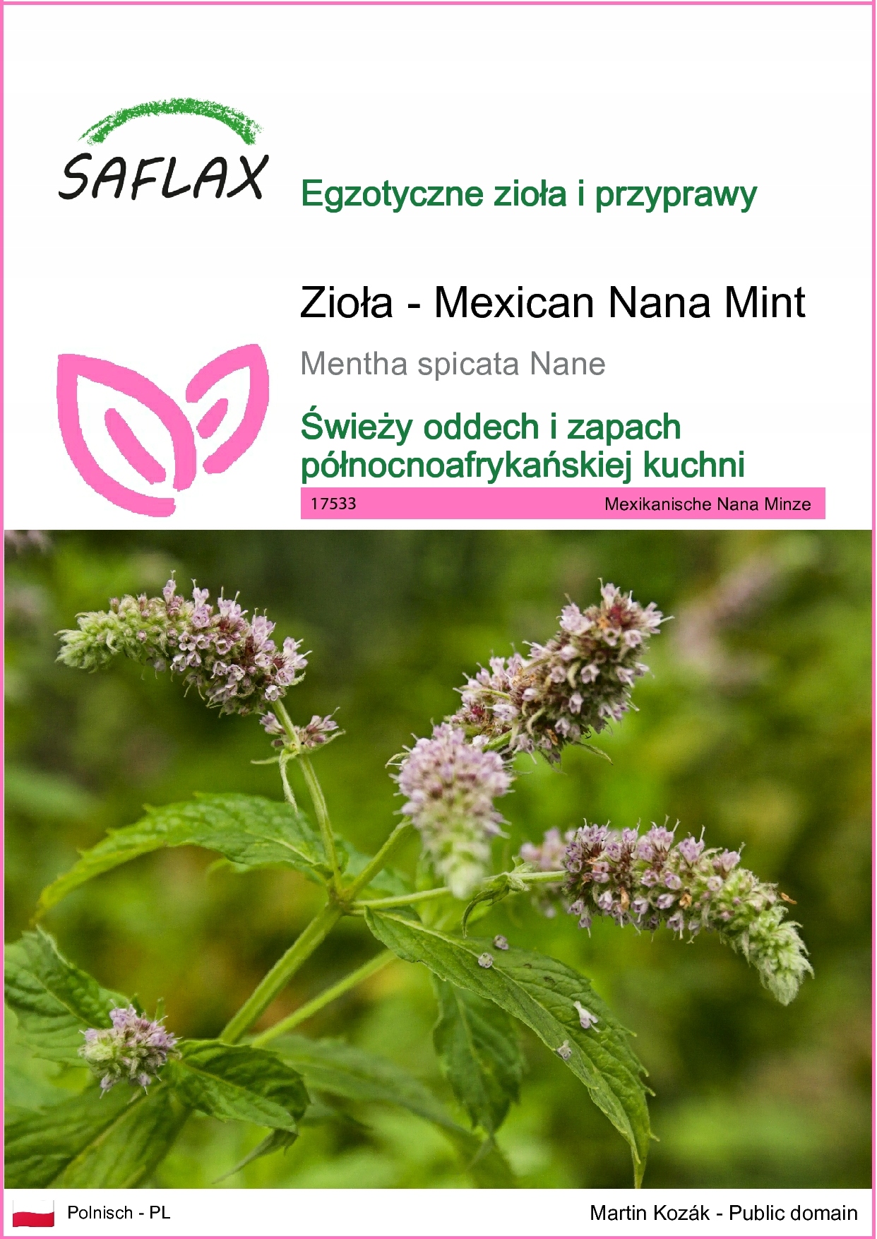 SAFLAX - Meksykańska mięta - 500 Nasiona - Mentha