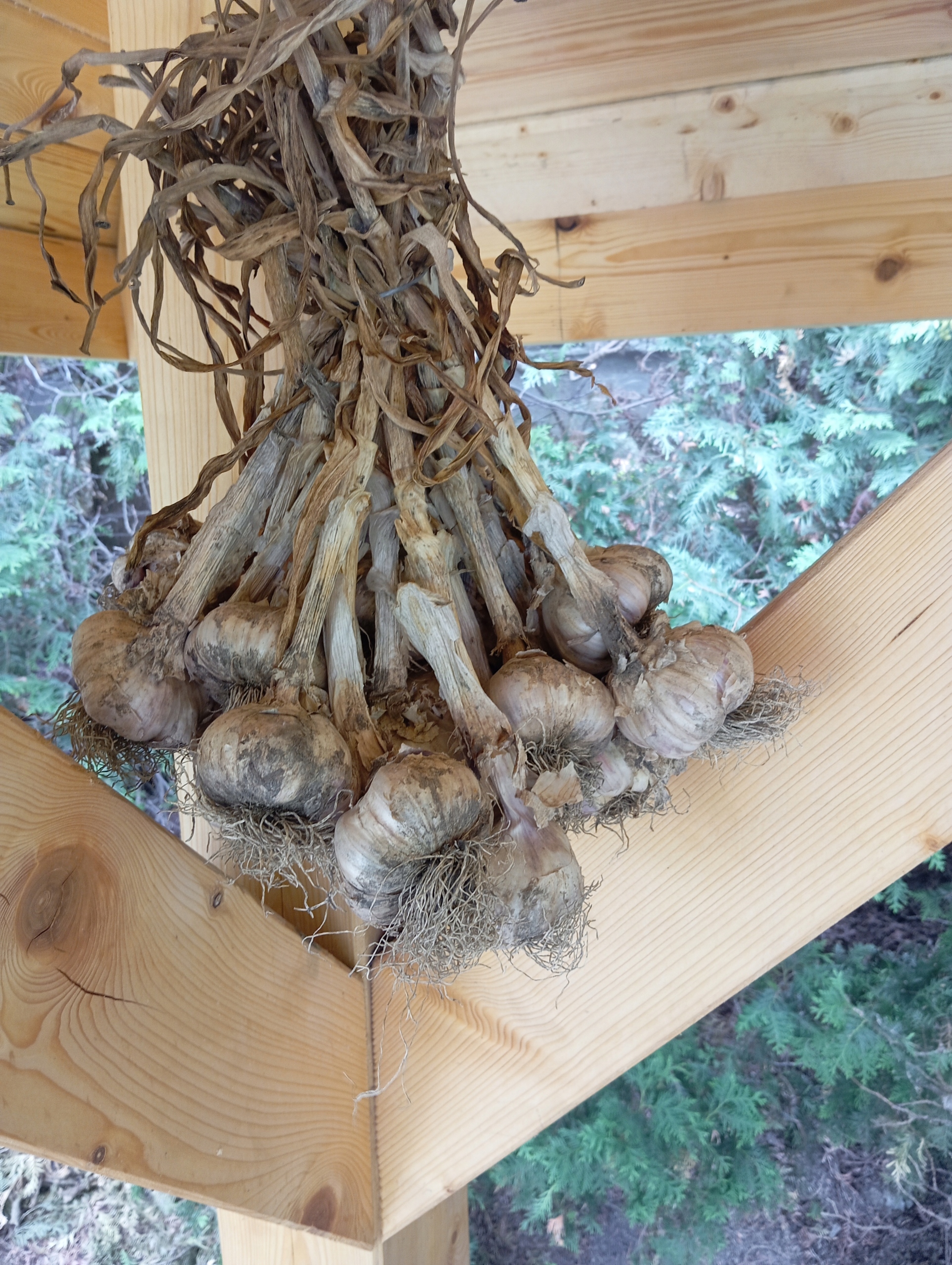 Levně Česnek polský od zemědělce