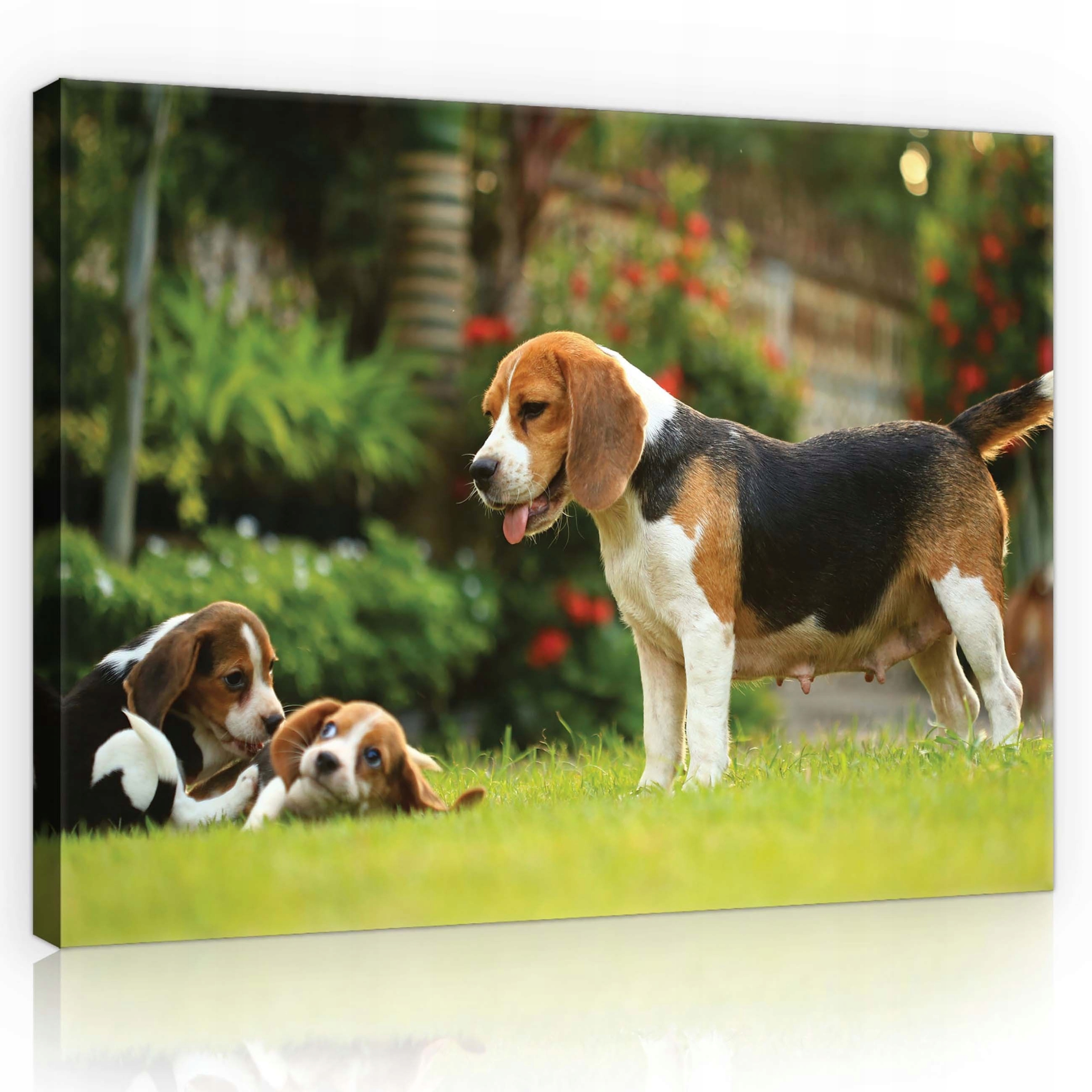 Obraz 100x75 Psi beagle štěňata matka rodina tráva slunce radost