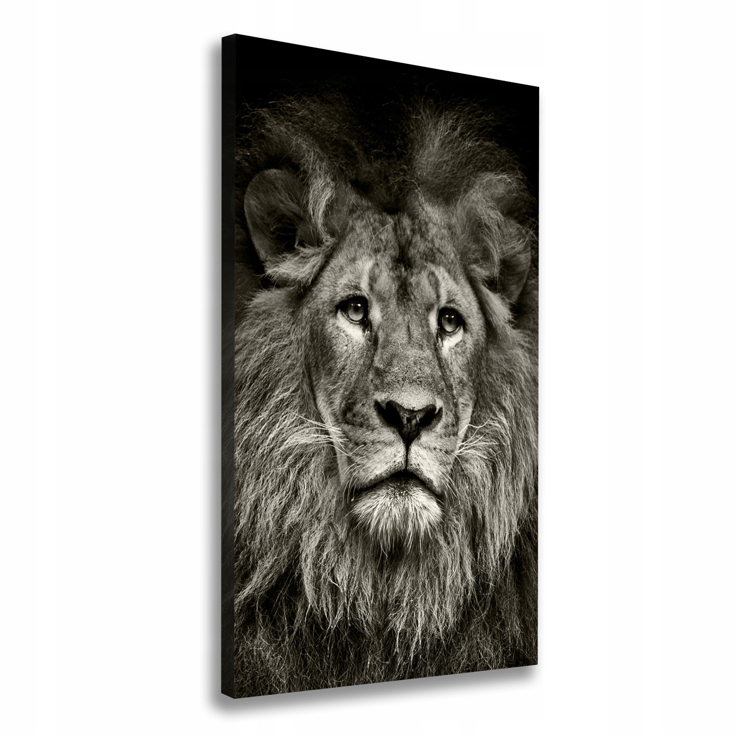 

Foto obraz canvas na ramie do salonu Lew 50x100 cm