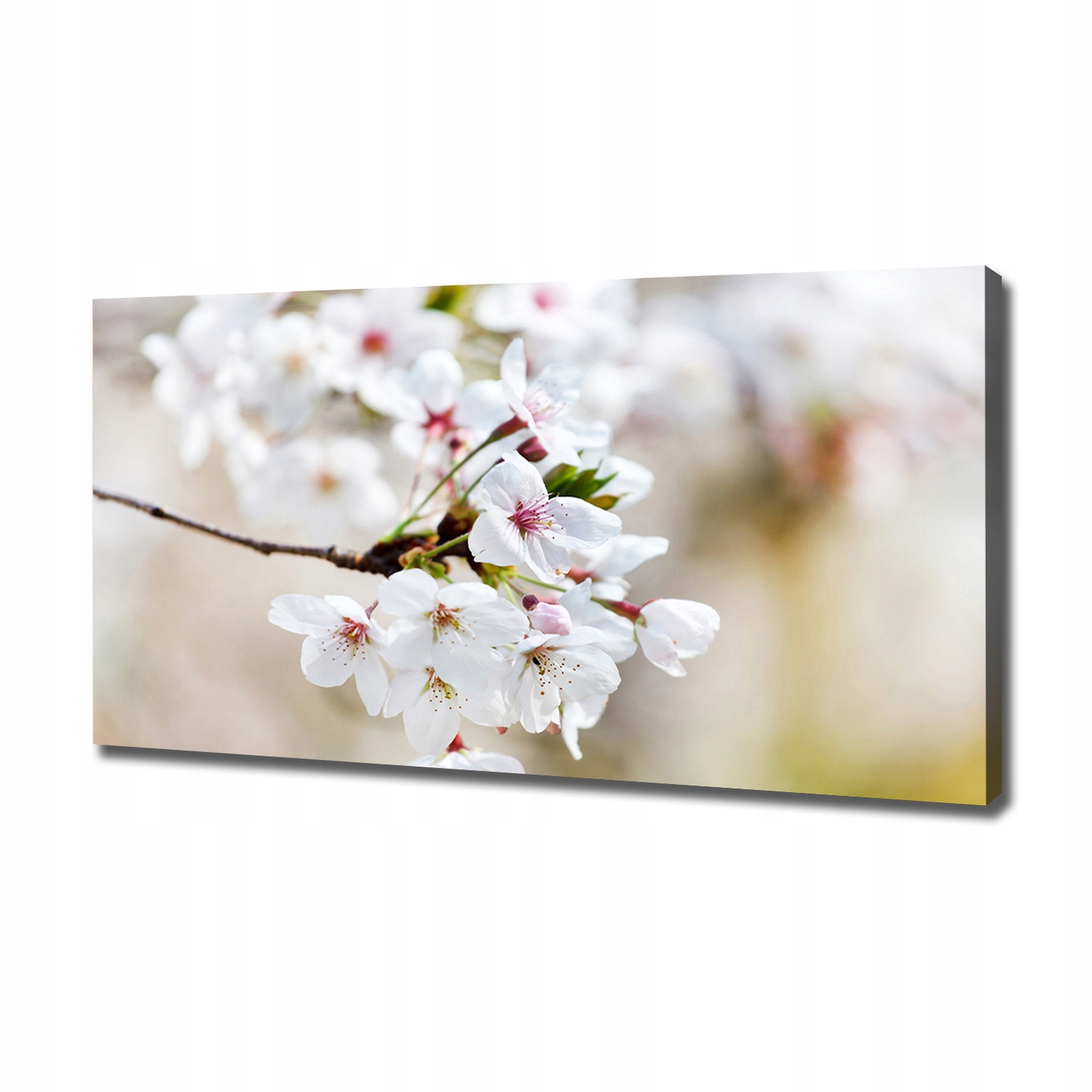Velký foto obraz na plátně Květy třešní 120x60 cm