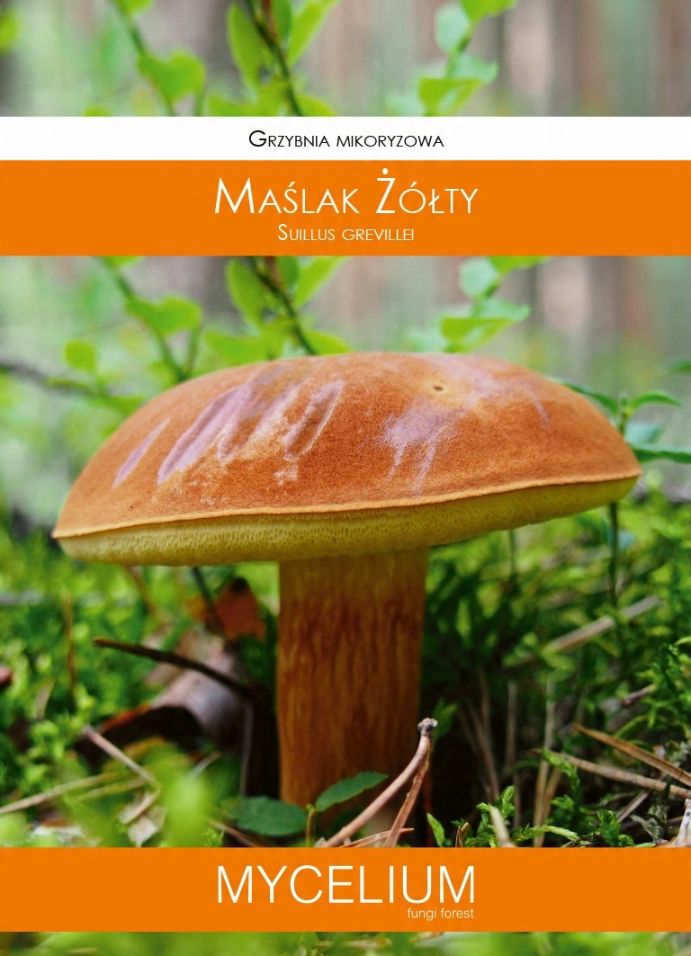 

Mikoryza żywa grzybnia Maślak Żółty