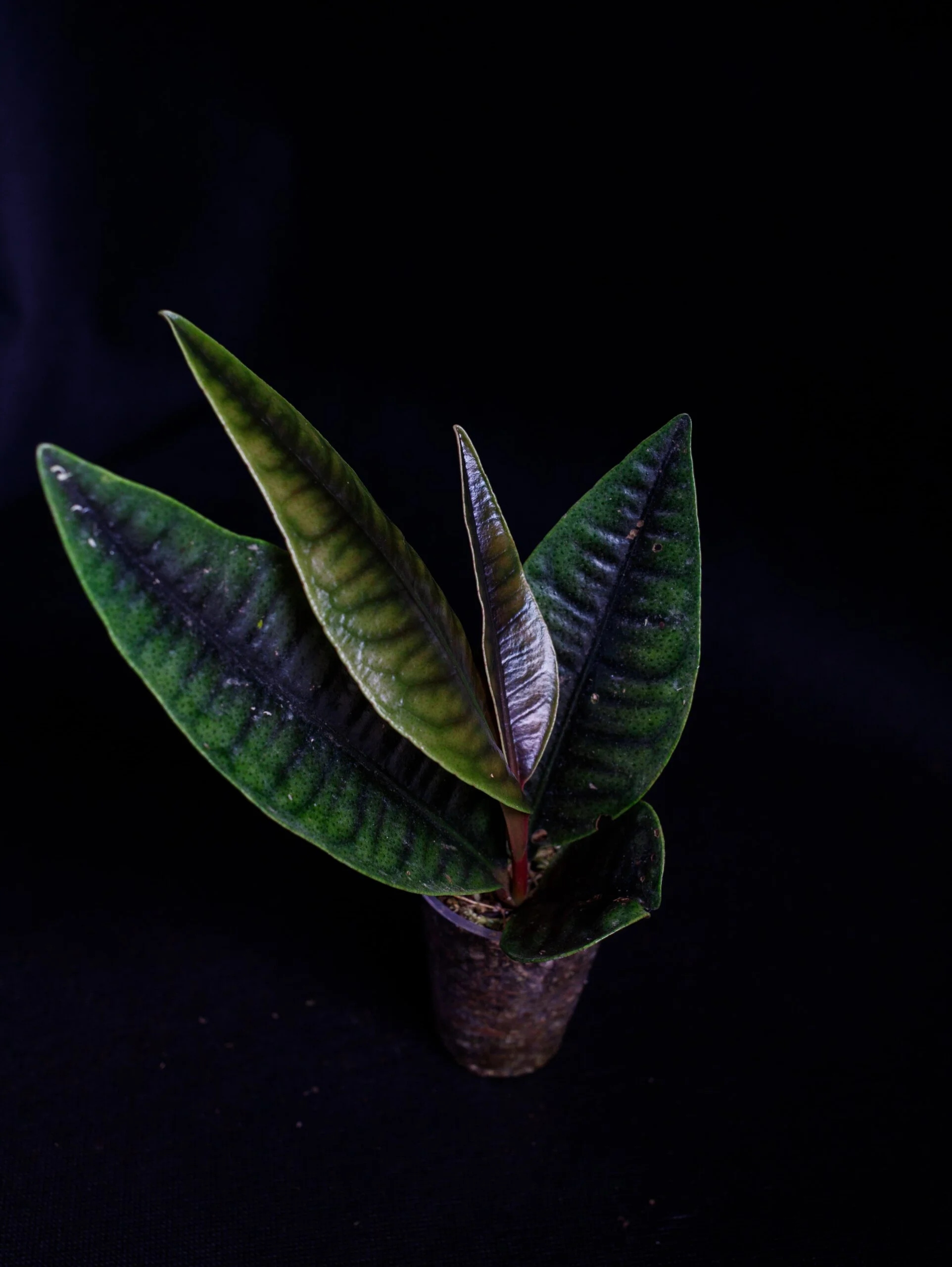 Levně Labisia sp. „Crocodile Skin“