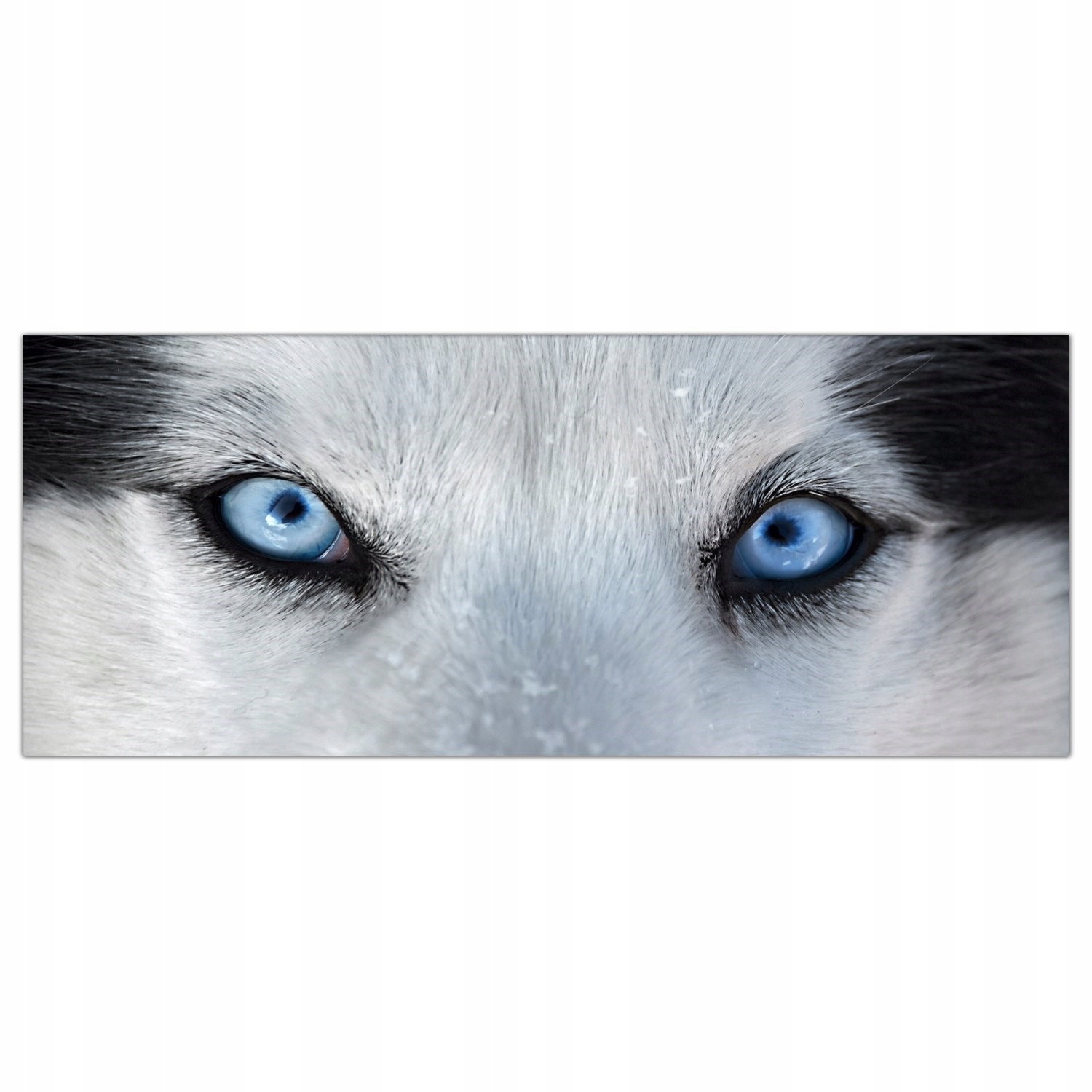 Husky Oči Pes 125x50 Kuchyňský panel laminátový
