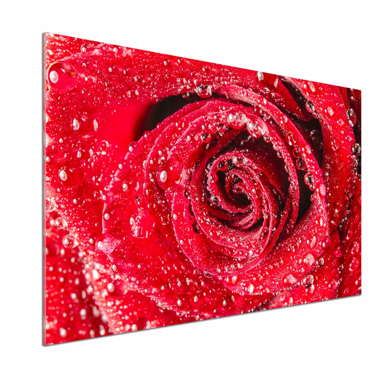 Panel lacobel Kvapky vody na ruži 100 x 70 cm Lepidlo