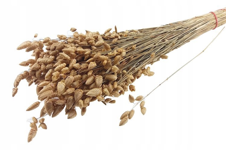 

Drżączka Natural. trawa suszki dodatek do stroików