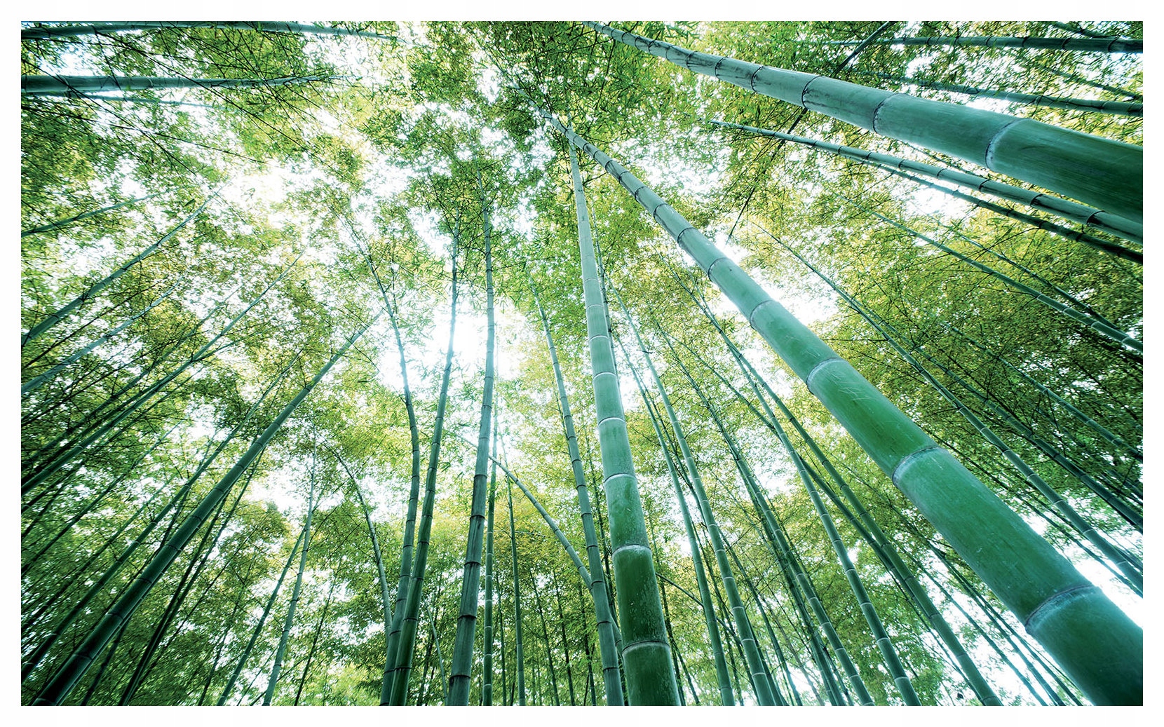 Vliesová fototapeta Bambusový les a stezky harmonie 254x184 lepidlo