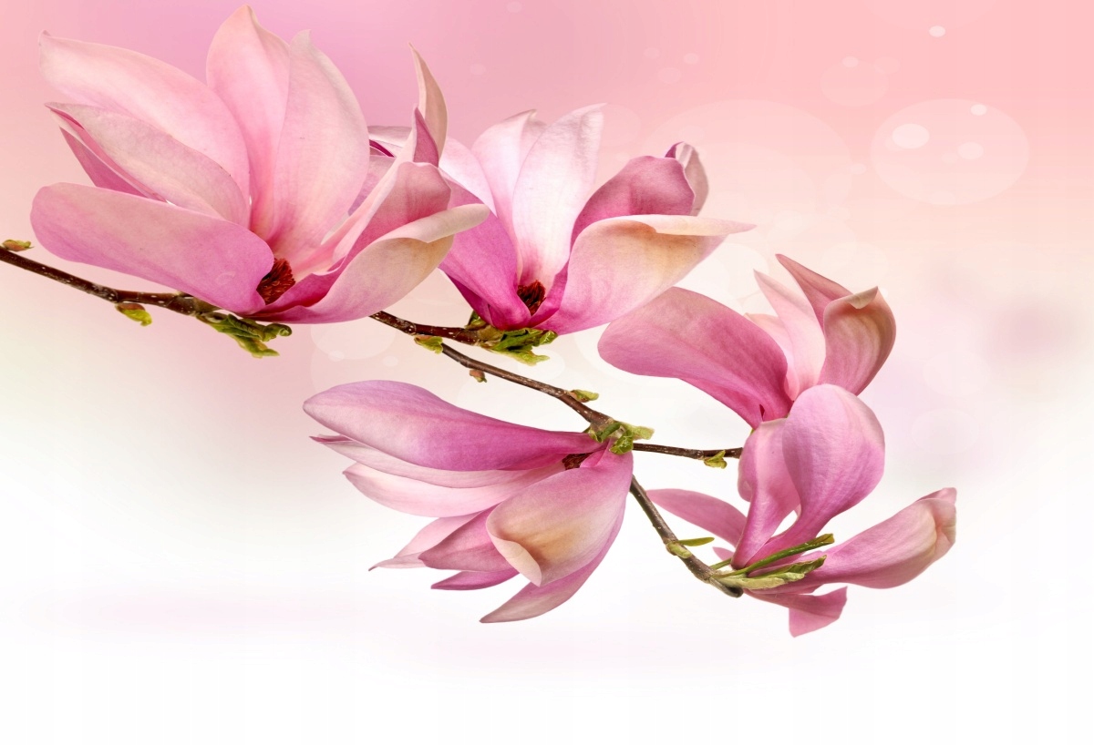 

Tapeta flizelinowa Magnolia - 104x70