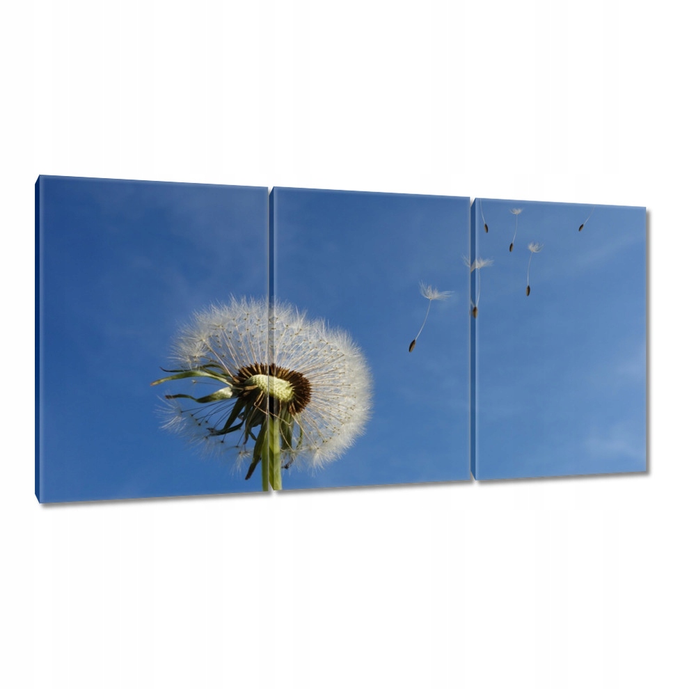 

Obrazy 120x60 Dmuchawce latawce