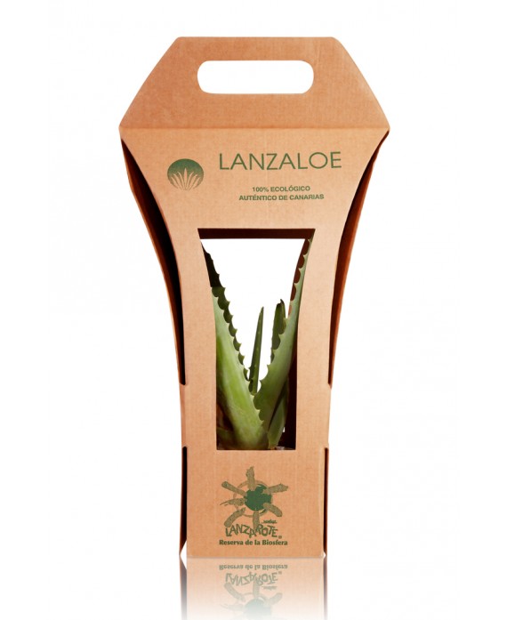 EKOLOGICZNA SADZONKA ALOESU ROŚLINA ALOE VERA LANZALOE + PREZENT