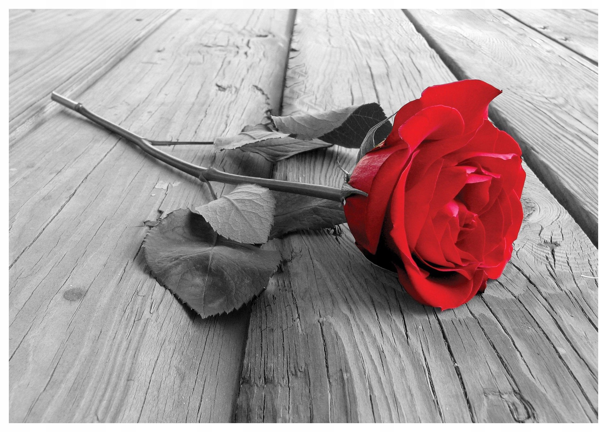 Fototapeta Červená ruža na vinylovom dreve 312x219 elegancia a vášeň lepidlo