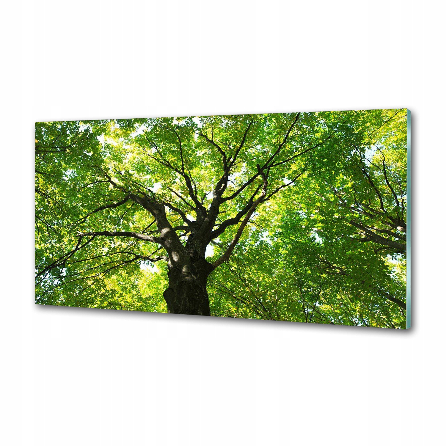 Panel dekor sklo Zelený les 120x60 cm Lepidlo