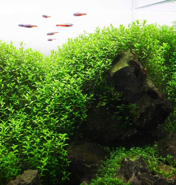 Hemianthus micranthemoides - RA koszyk XXL