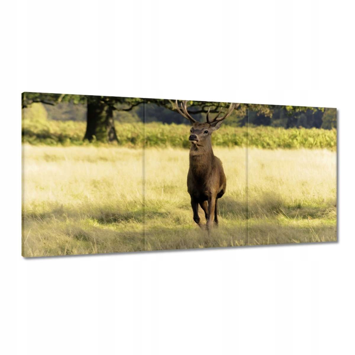 Obrazy 180x90 Jeleň na lúke v lese