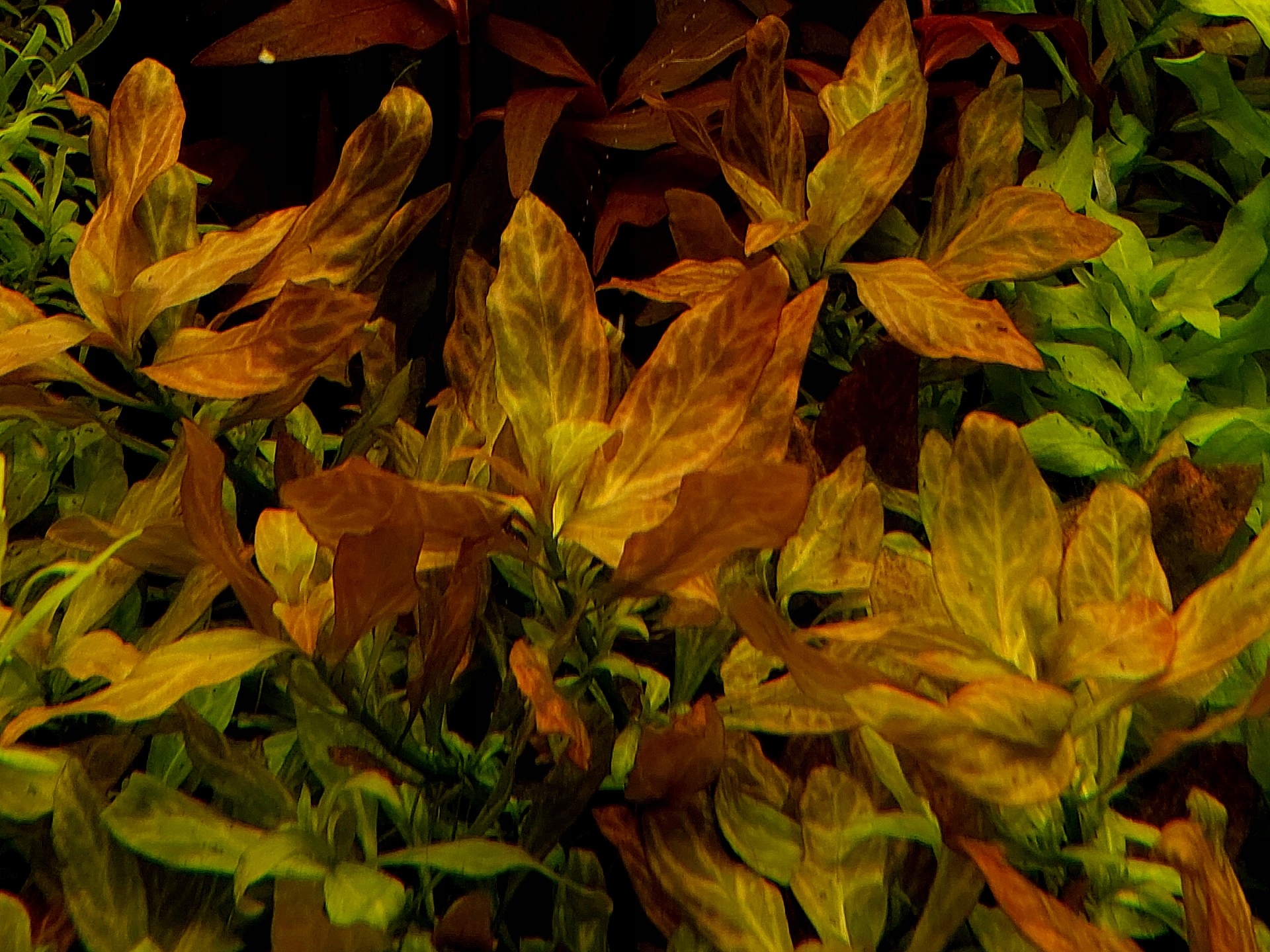 Ludwigia Atlantis подводное разведение