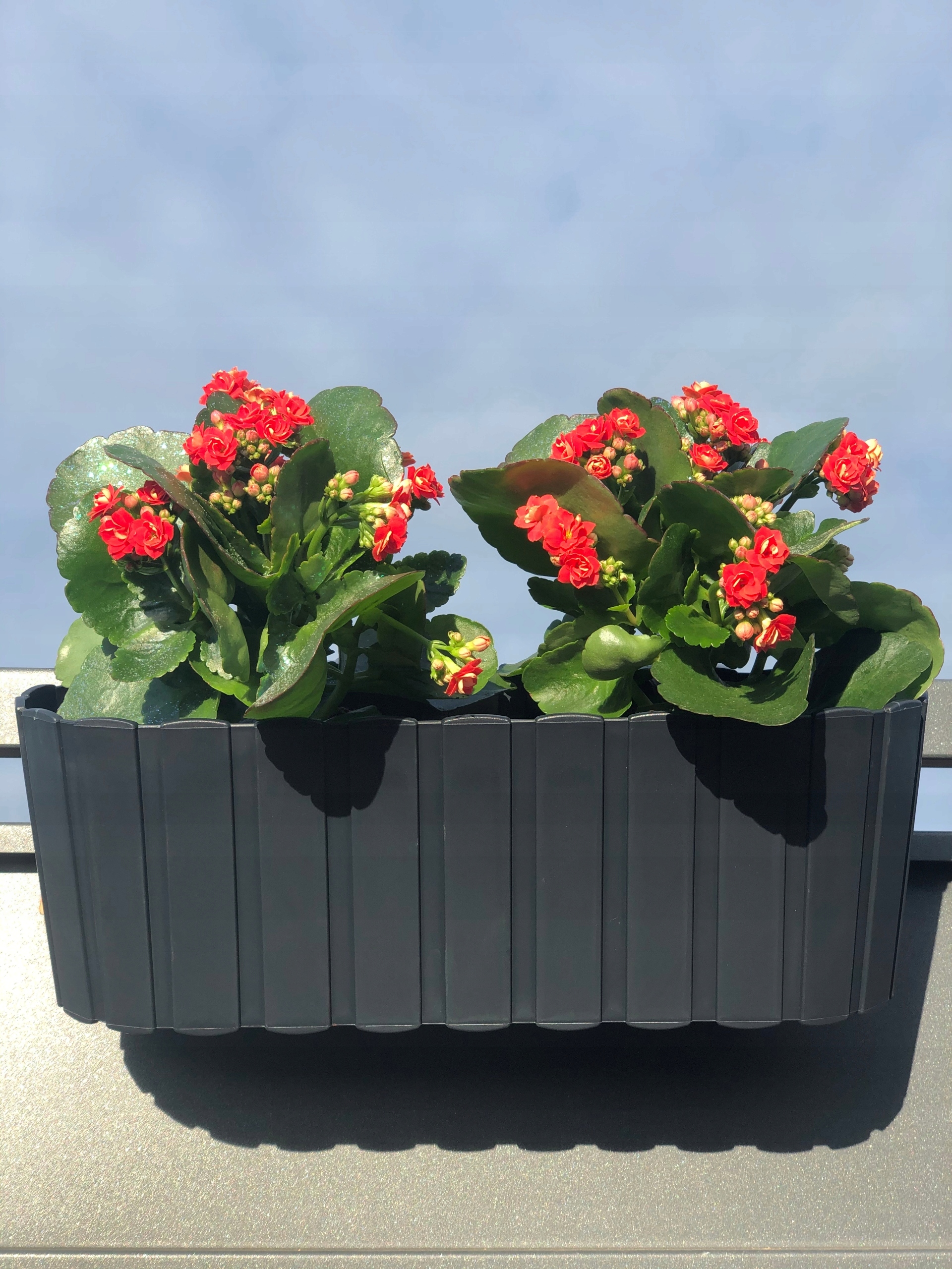 DONICA DONICZKA SKRZYNKA OWALNA BALKONOWA NA BALUSTRADĘ HAKI ANTRACYTOWA Długość 38.3 cm