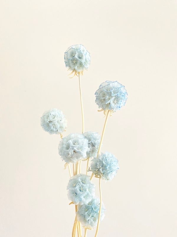 

Scabiosa błękitna suszona Miła Odmiana