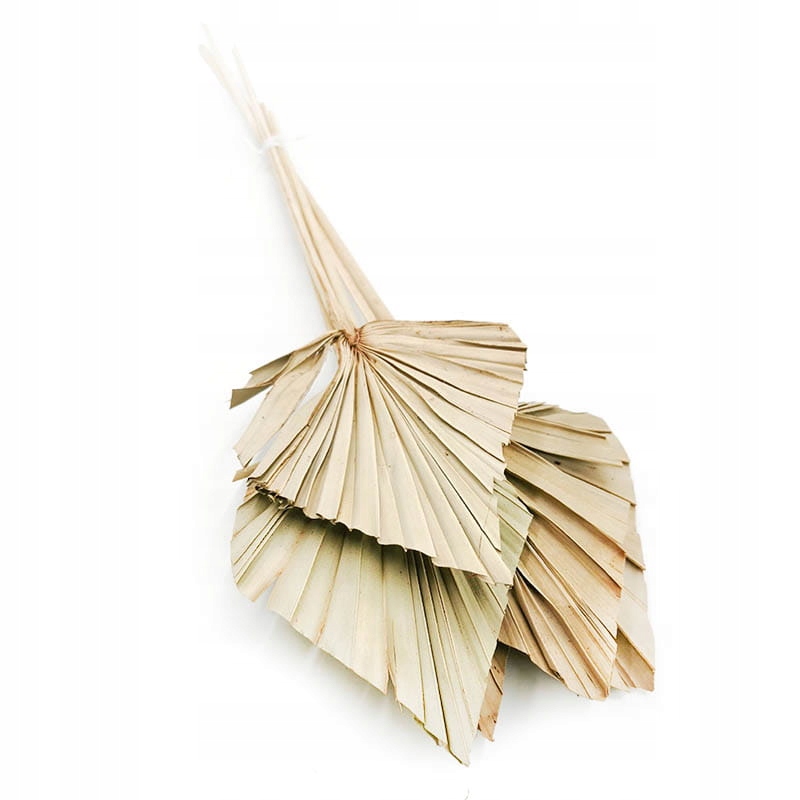 

Palma cięta naturalna wachlarz strzałka Palm spear
