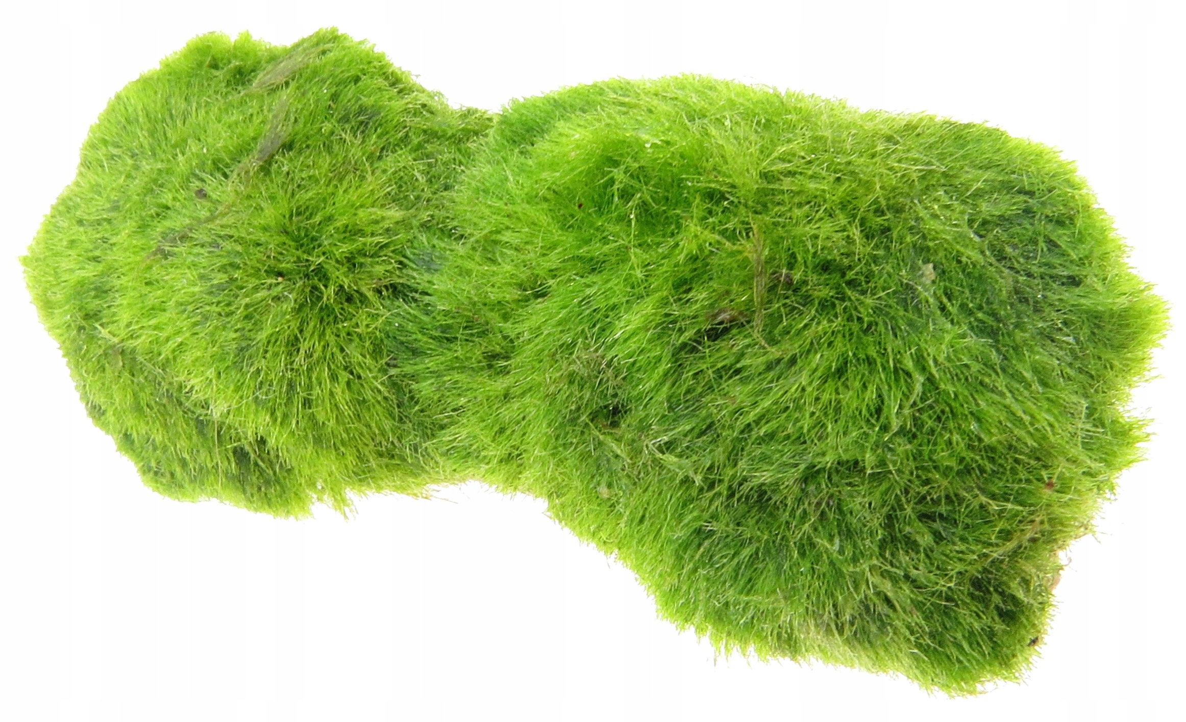 GAŁĘZATKA NA RURCE BAMBUSA OZDOBA DO AKWARIUM Kod producenta 003