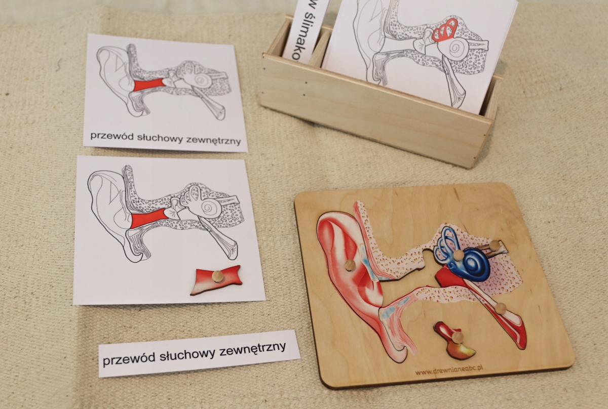 

karty trójdzielne - budowa Ucha Montessori Ucho