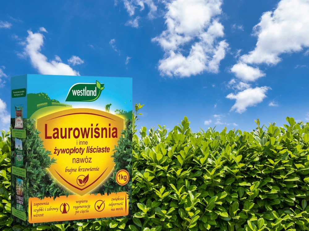 NAWÓZ DO LAUROWIŚNI I INNYCH ŻYWOPŁOTÓW LIŚCIASTYCH BUJNE KRZEWIENIE 1KG Rodzaj nawozu wieloskładnikowy