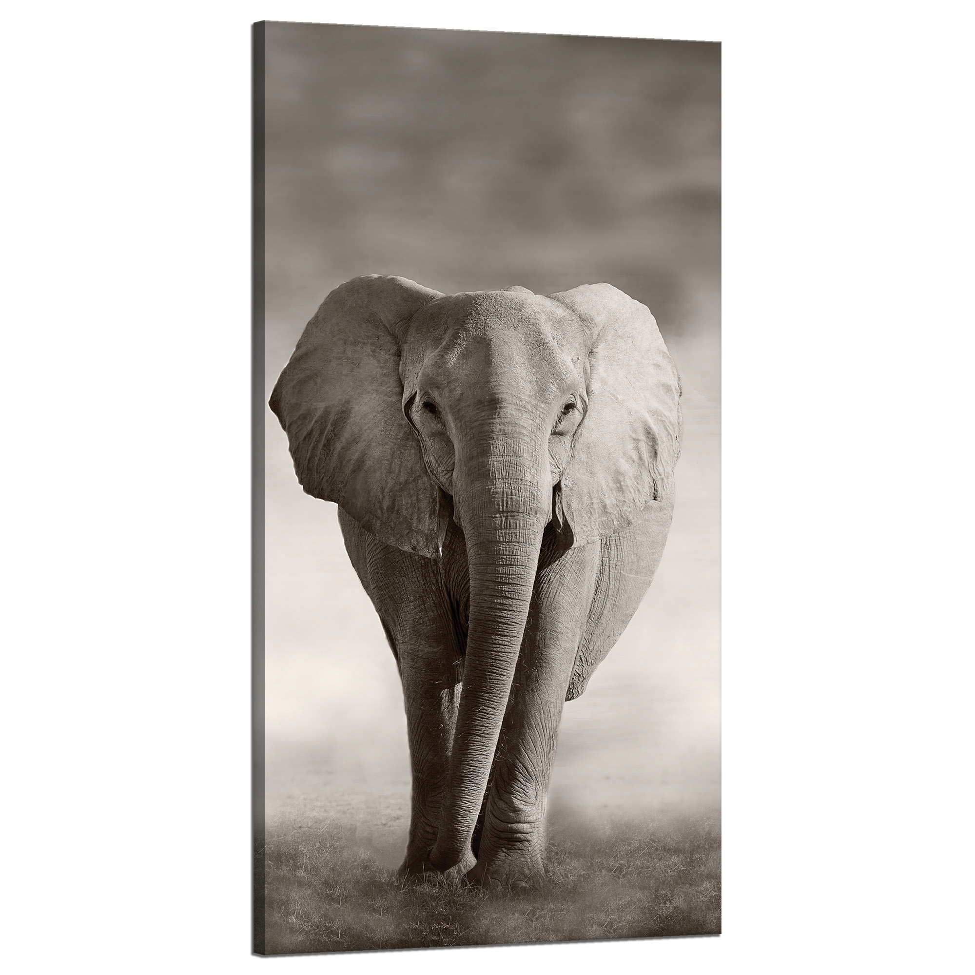 Obraz na plátně Černobílý slon pózující v Africe 60x120 cm
