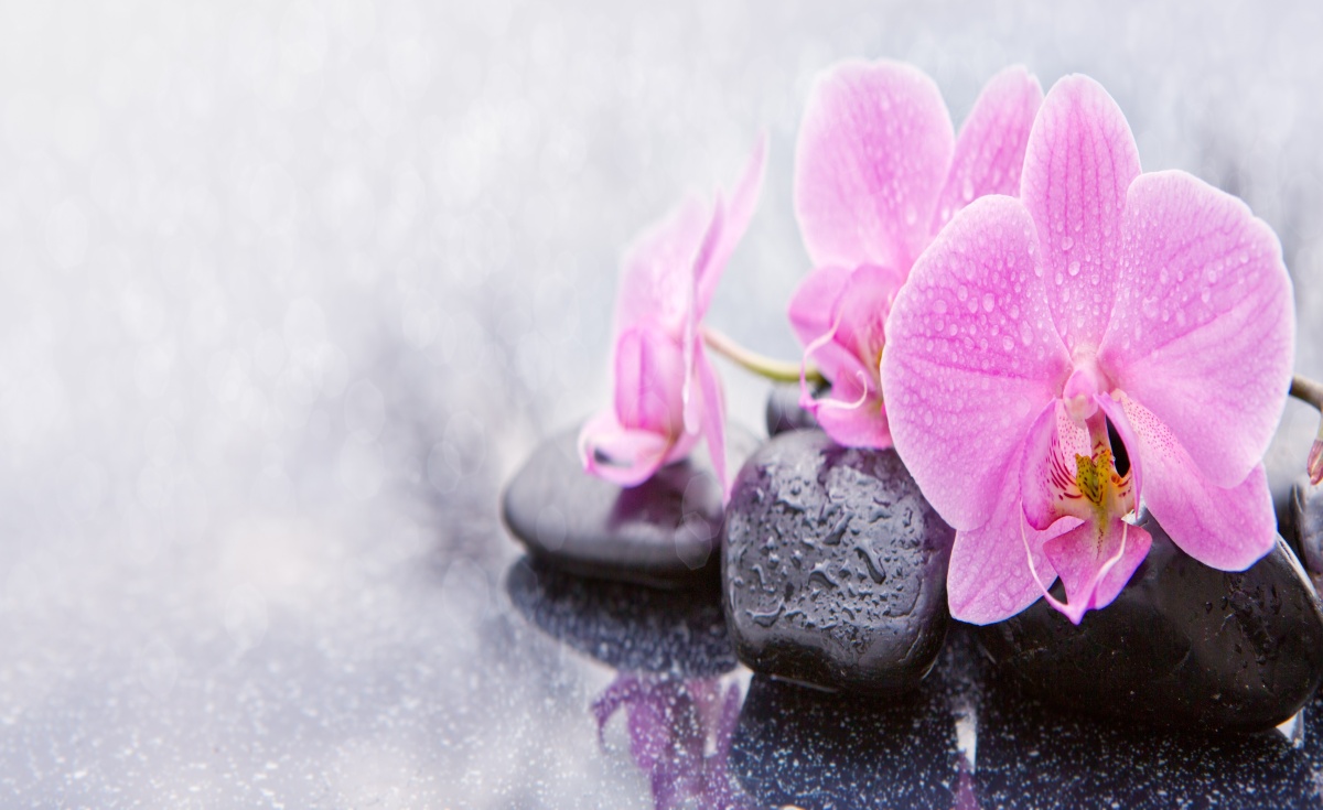 

Fototapeta Flizelinowa Orchidea Kamienie 416x254