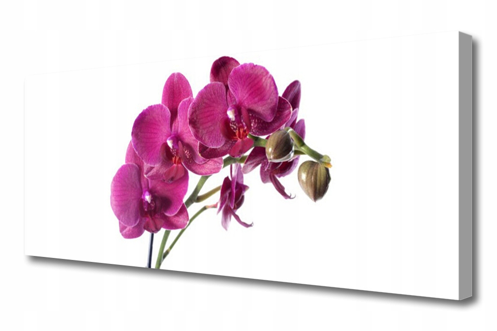 obraz na plátně Orchidej Květiny Příroda 125x50