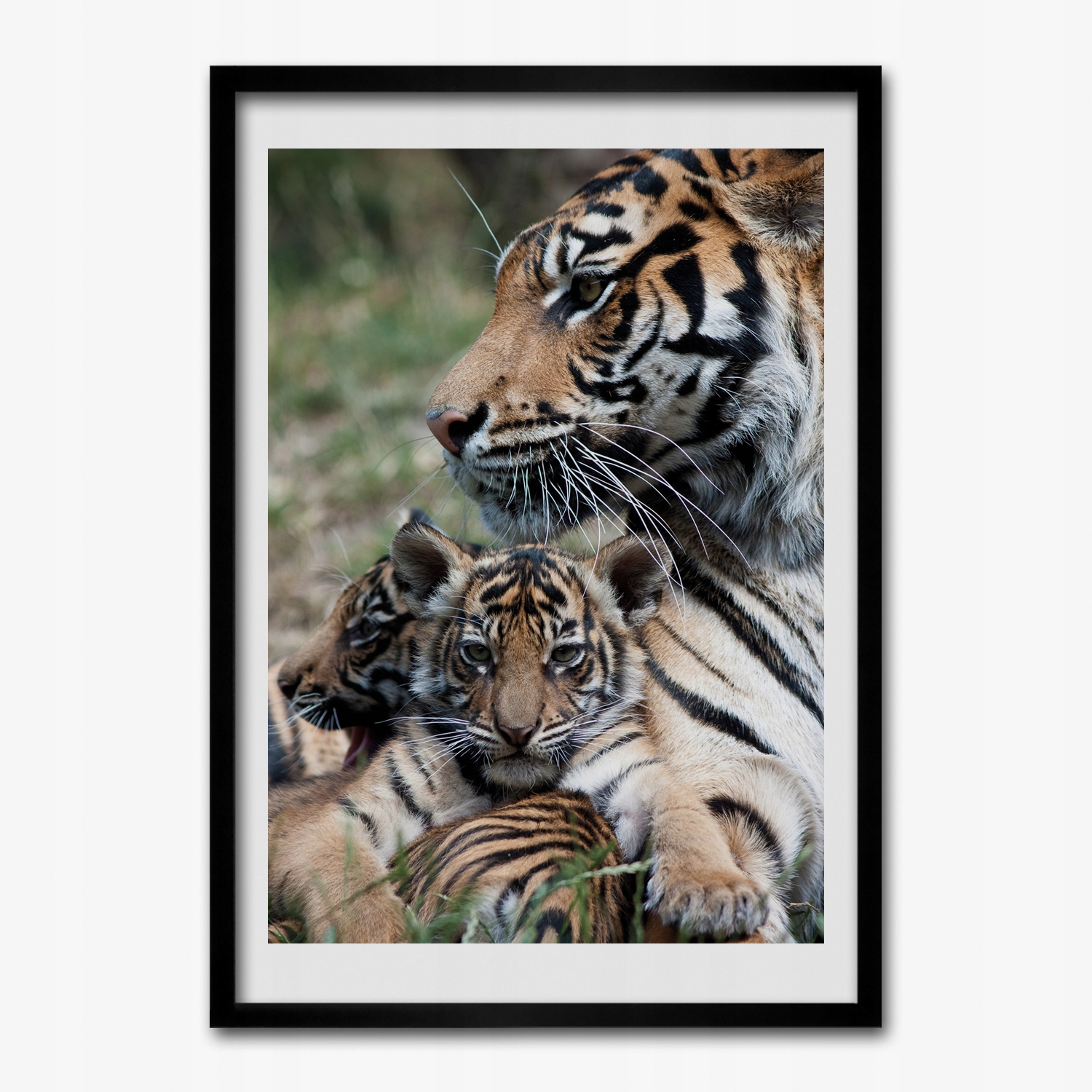 Obraz v ráme na stenu Tiger mačka rodina 70x100