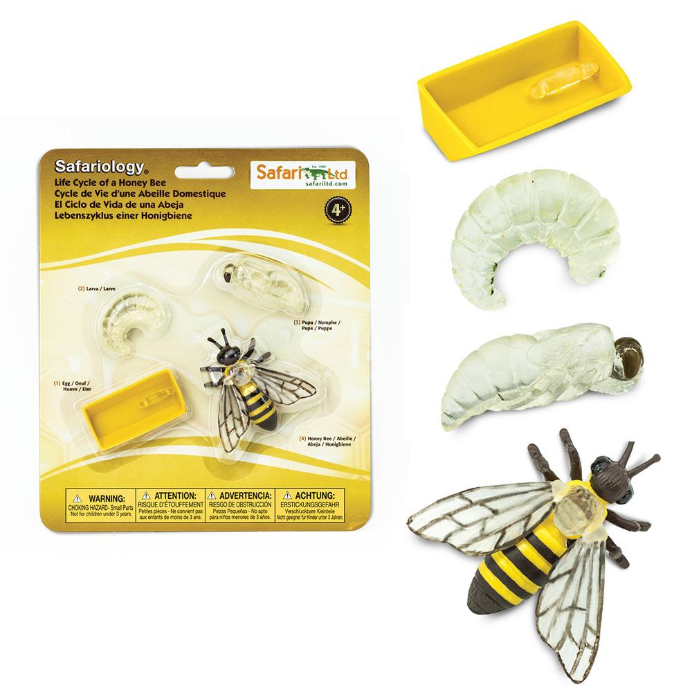

Cykl Życia Pszczoły Miodnej Safari Ltd. 622716
